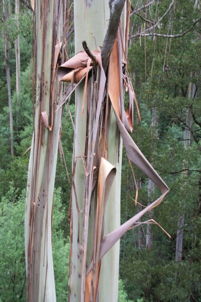 Ecorces d'eucalyptus