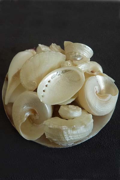 White seashell basket