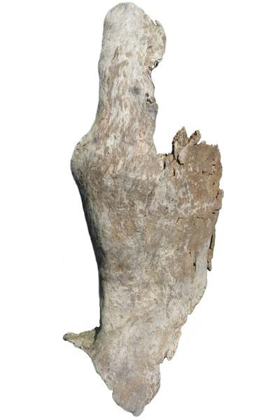 Driftwood bark for wall lamp