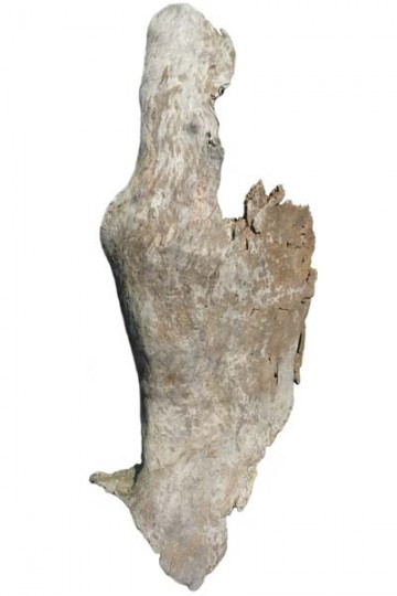 Driftwood bark for wall lamp