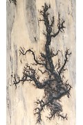 Gorgonocea sculpté sur bois flotté