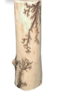 Gorgonocea sculpté sur bois flotté