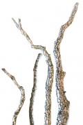 Small branches in driftwood