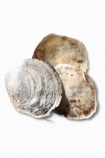 Placuna - Flat shells