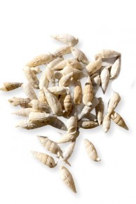 Coquillages Cerithium