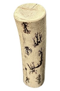 Gorgonocea sculpté sur bois flotté