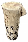 Gorgonocea sculpté sur bois flotté