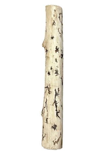 Gorgonocea sculpté sur bois flotté