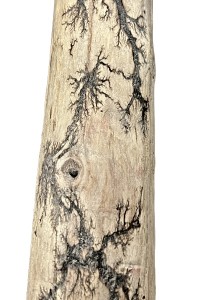 Gorgonocea sculpté sur bois flotté