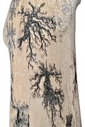 Gorgonocea sculpté sur bois flotté