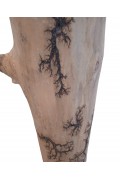 Gorgonocea sculpté sur bois flotté