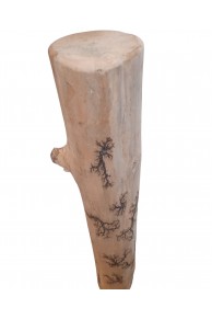 Gorgonocea gravé sur bois flotté