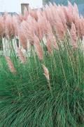 Pampa rose Cortaderia selloana Rosea 120 cm