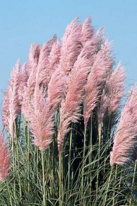 Pampa rose Cortaderia selloana Rosea 120 cm