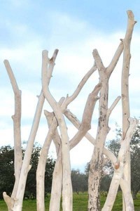 Driftwood branches