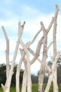 Driftwood branch