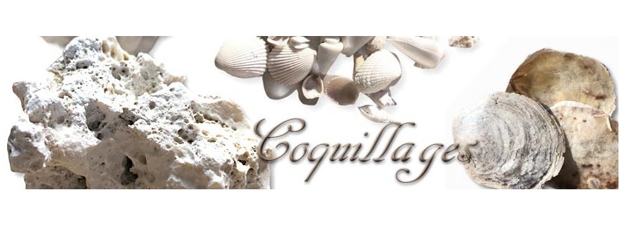 Coquillages